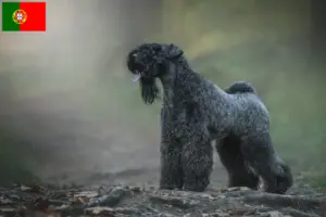 Read more about the article Kerry Blue Terrier tenyésztők és kölykök Portugáliában