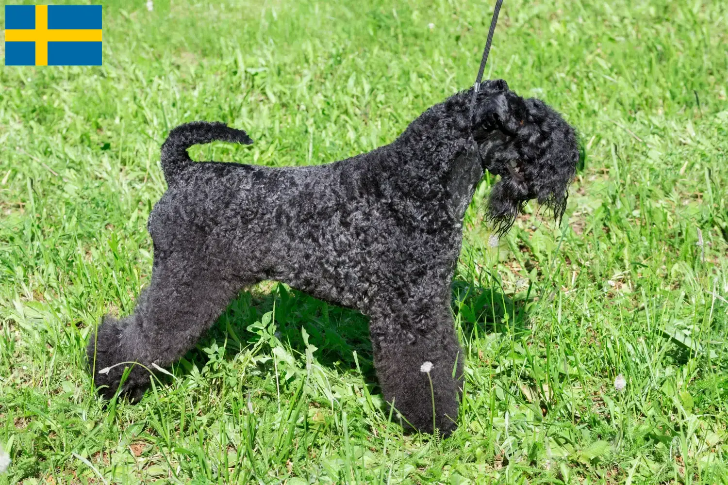 Kerry Blue Terrier kölykök és tenyésztők Svédországban Kerry blue terrier tenyésztőket Svédországban itt találsz.
