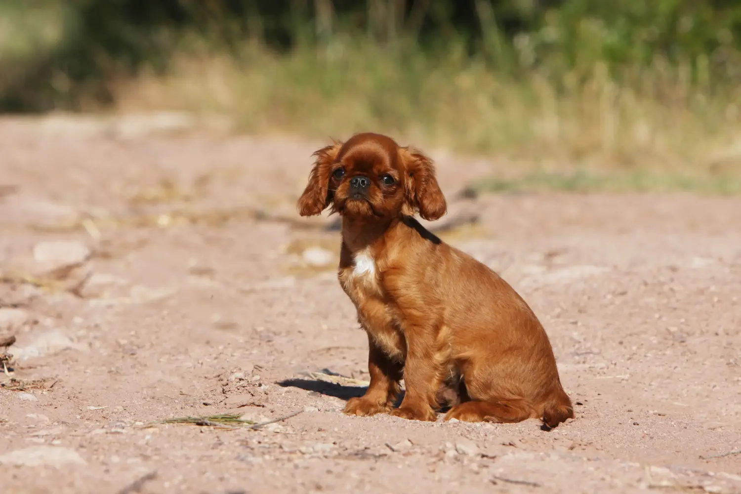 King Charles spániel kölyökkutyát vásárolni felelősségvállalást jelent! Vásároljon King Charles spániel kölyökkutyákat.