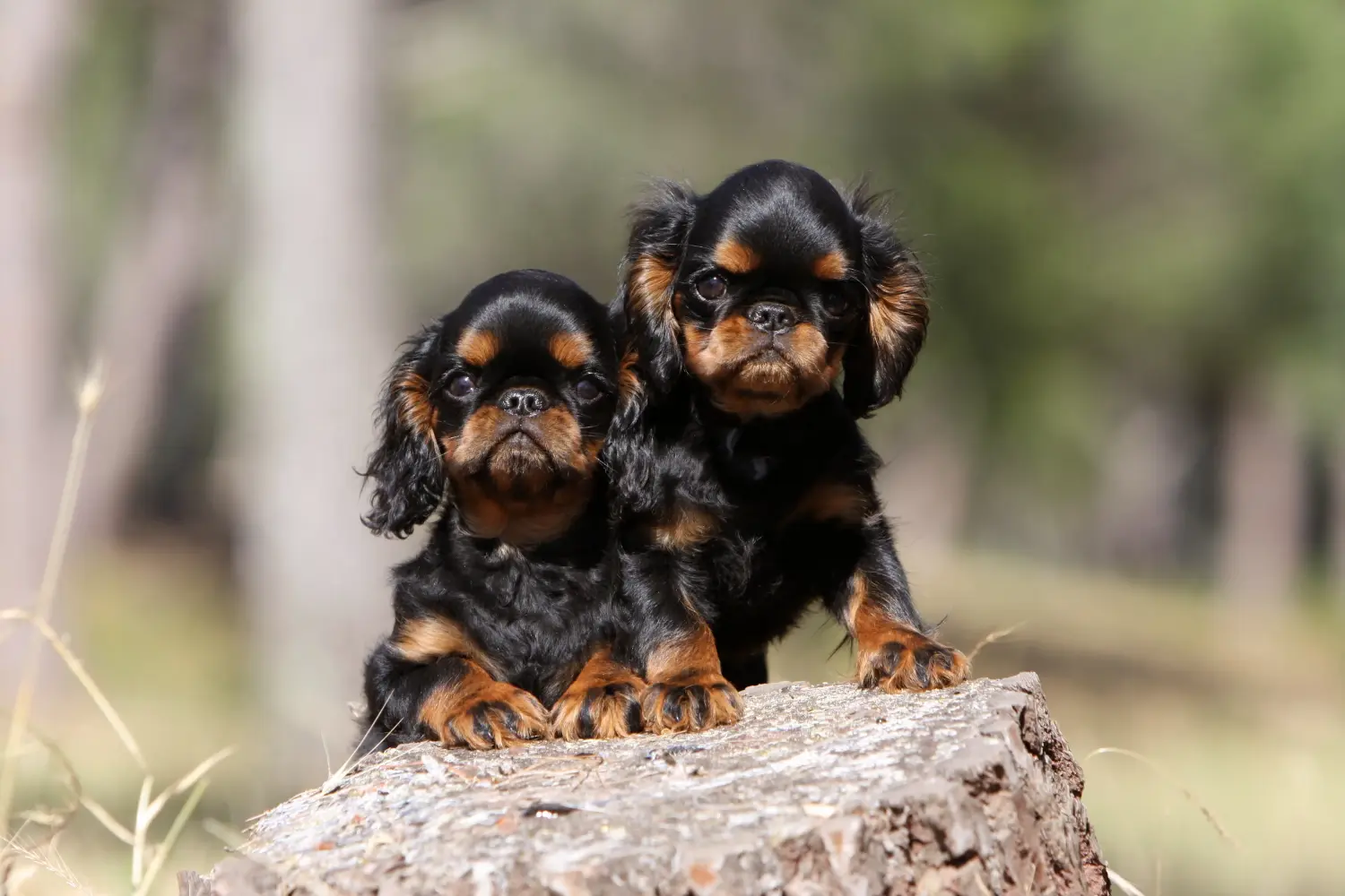 King Charles spániel kölyökkutyát vásárolni felelősségvállalást jelent! Vásároljon King Charles spániel kölyökkutyákat.