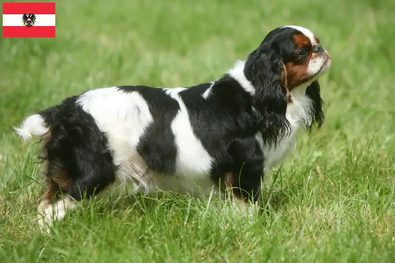 King Charles spániel kölykök és tenyésztők Ausztria Itt találhat King Charles spániel tenyésztőket Ausztriában.