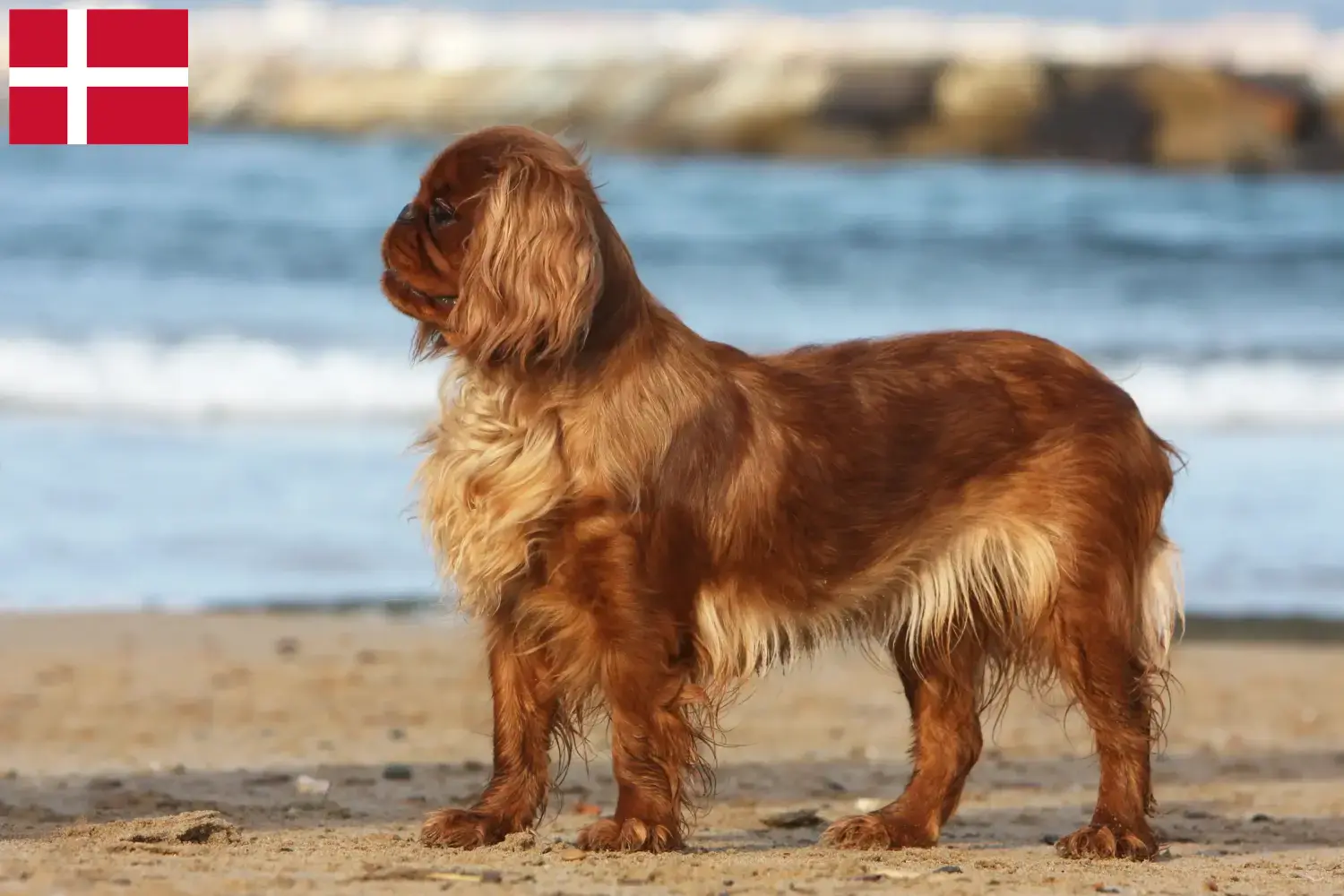King Charles Spaniel kiskutyák és tenyésztők Dánia Itt talál King Charles spániel tenyésztőket Dániában.
