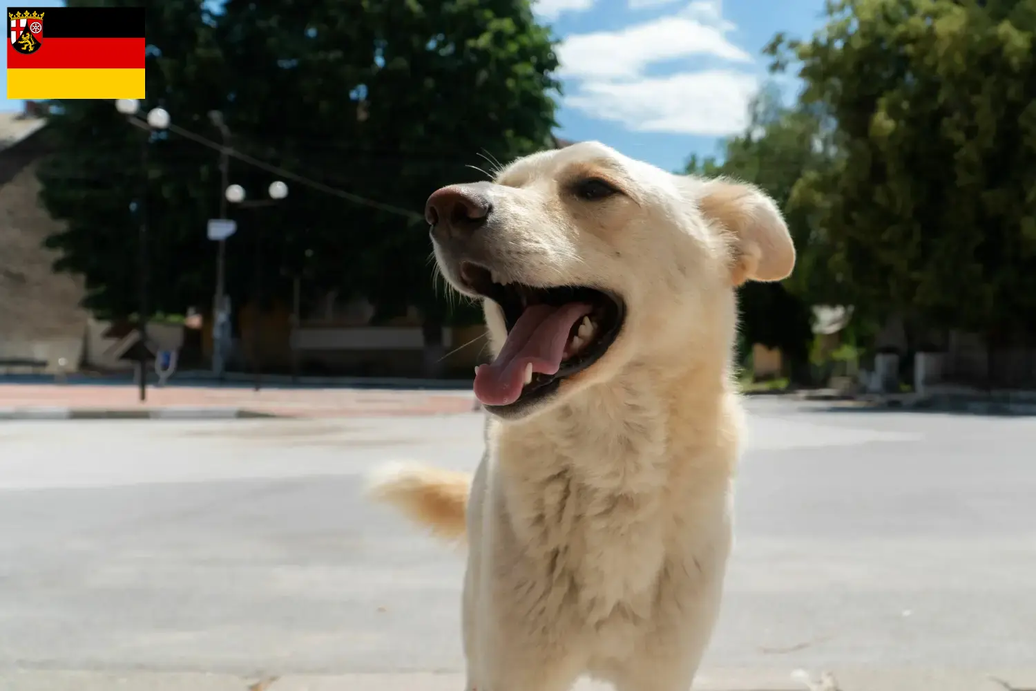 Read more about the article Kintamani tenyésztők és kiskutyák Rajna-vidék-Pfalzban