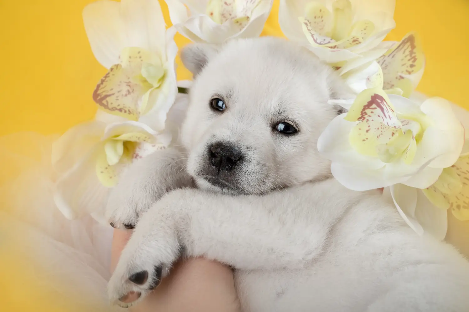 Kishu kiskutya vásárlása felelősségvállalást jelent! Vásároljon Kishu kiskutyákat.