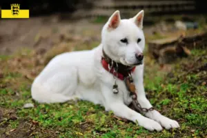 Read more about the article Kishu tenyésztők és kölykök Baden-Württembergben