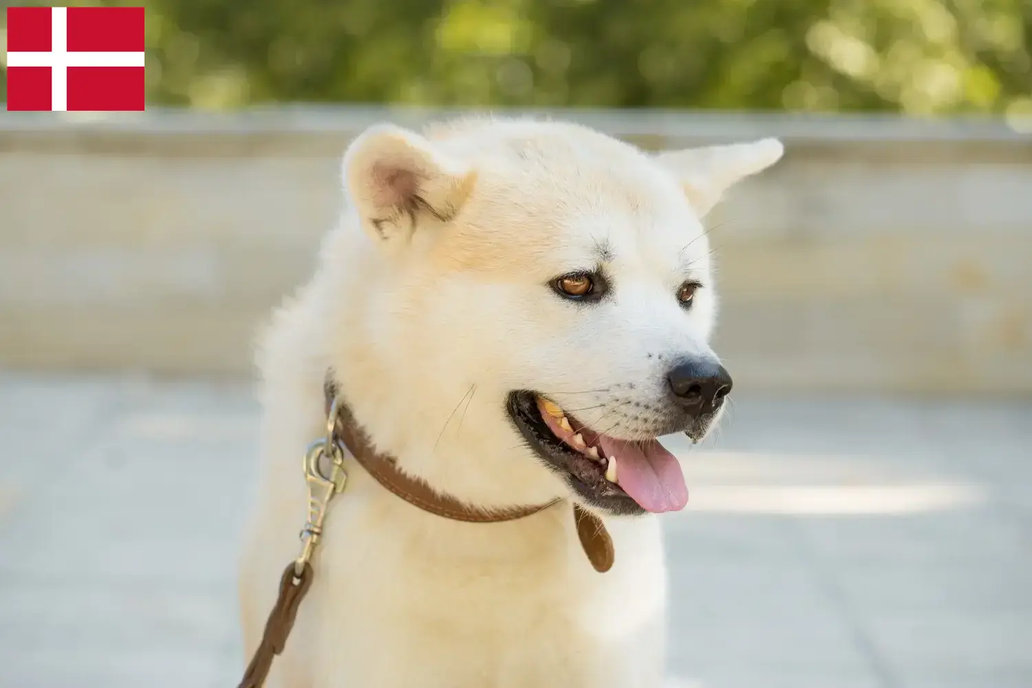 Kishu kiskutyák és tenyésztők Dánia Itt megtalálja a dániai Kishu tenyésztőket.