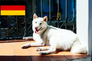 Read more about the article Kishu tenyésztők és kiskutyák Németországban