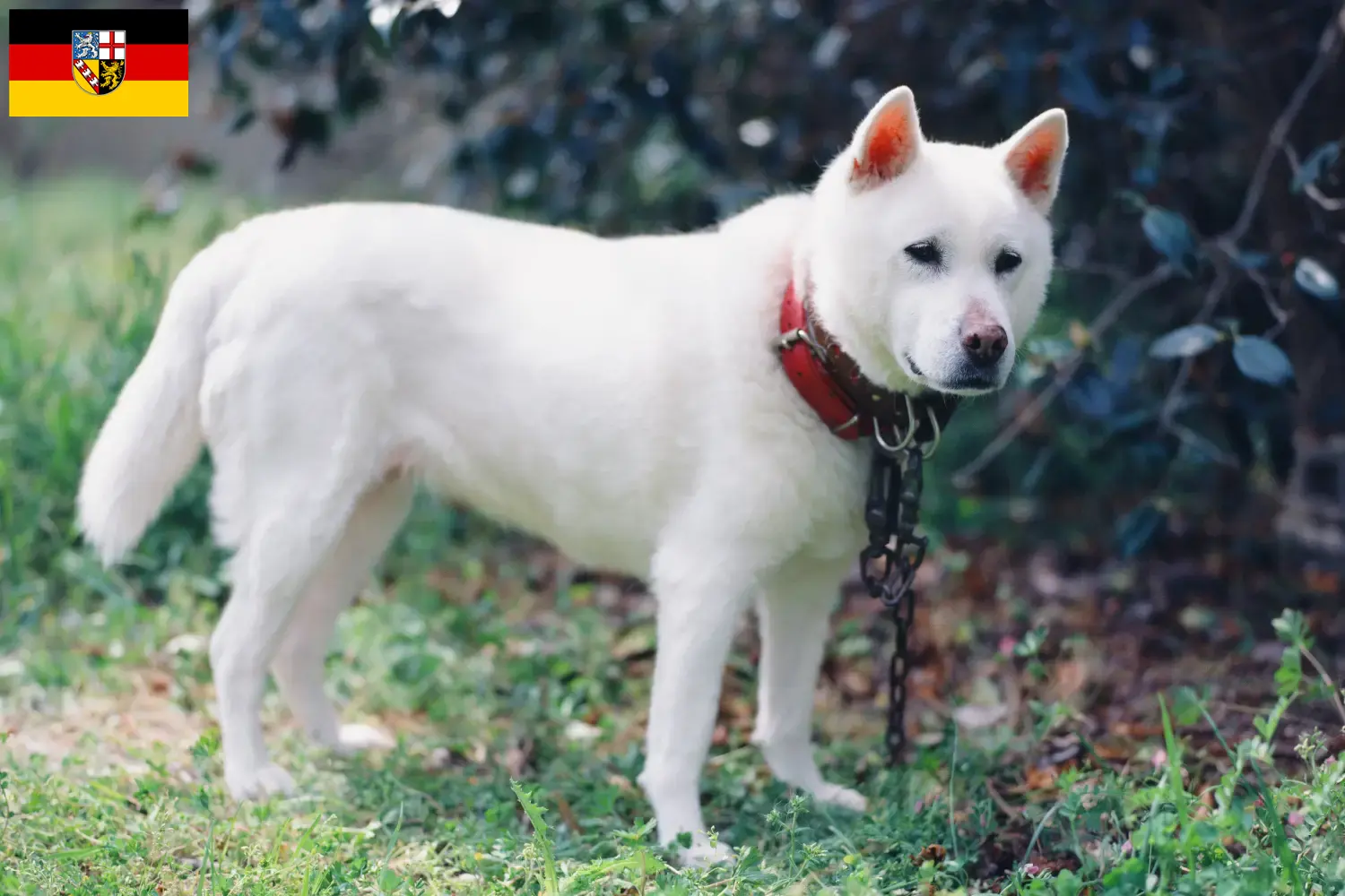 Read more about the article Kishu tenyésztők és kölykök Saar-vidéken