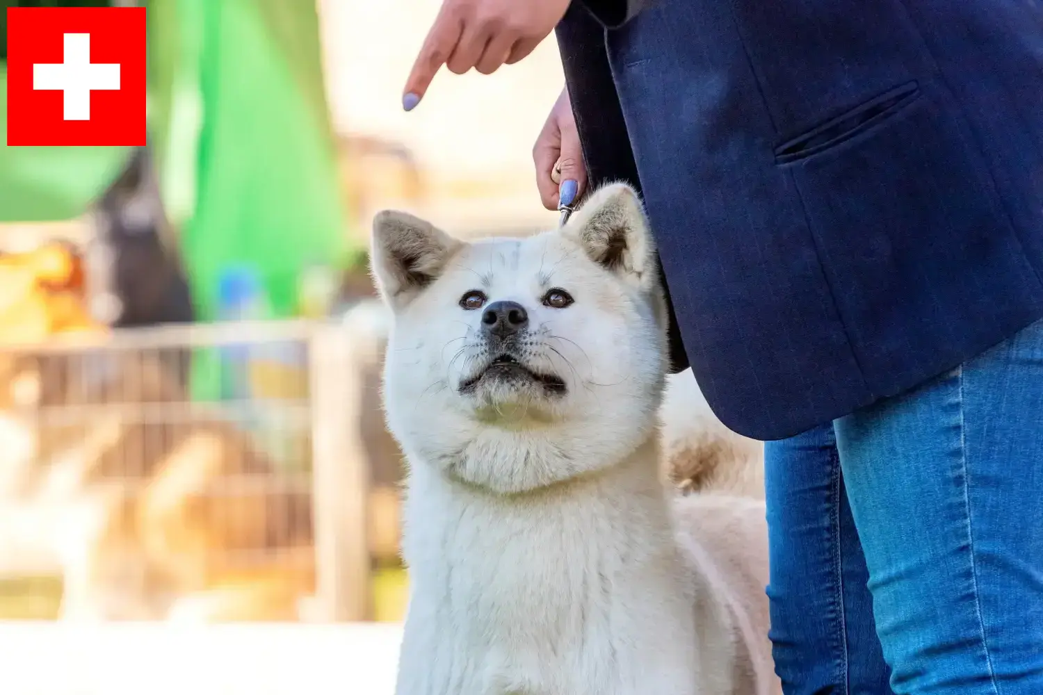 Kishu kiskutyák és tenyésztők Svájc Itt találhat Kishu tenyésztőket Svájcban.