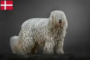Read more about the article Komondor tenyésztők és kölykök Dániában