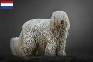 Read more about the article Komondor tenyésztők és kiskutyák Hollandia területén
