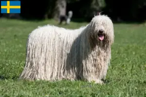 Read more about the article Komondor tenyésztők és kölykök Svédországban