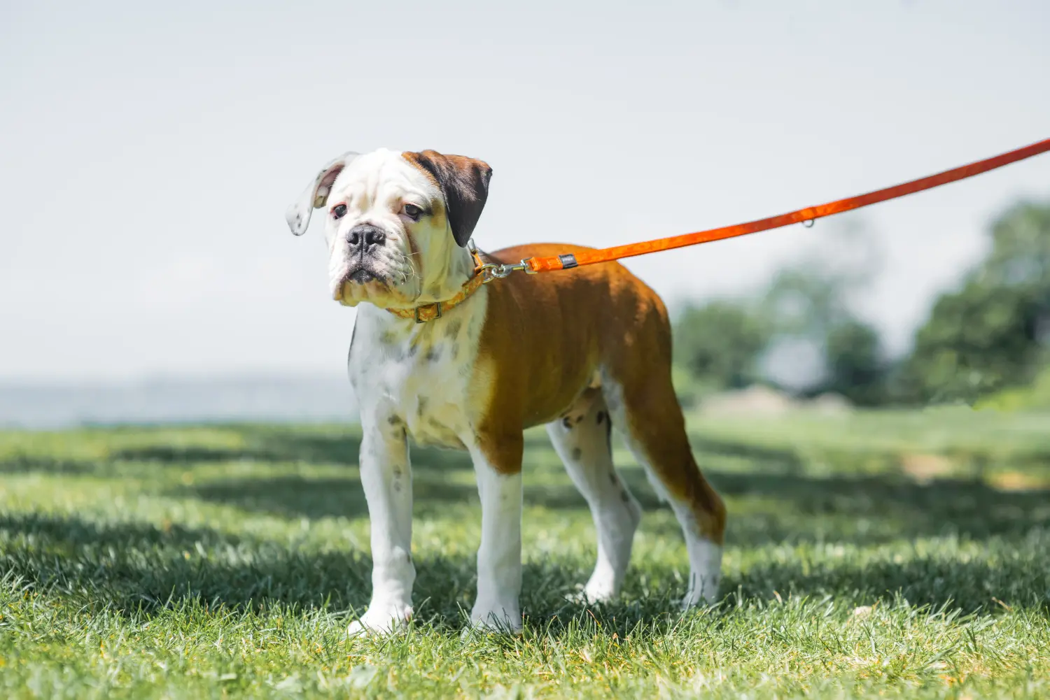 Egy kontinentális bulldog kölyökkutya megvásárlása felelősségvállalást jelent! Vásároljon kontinentális bulldog kölyökkutyákat.