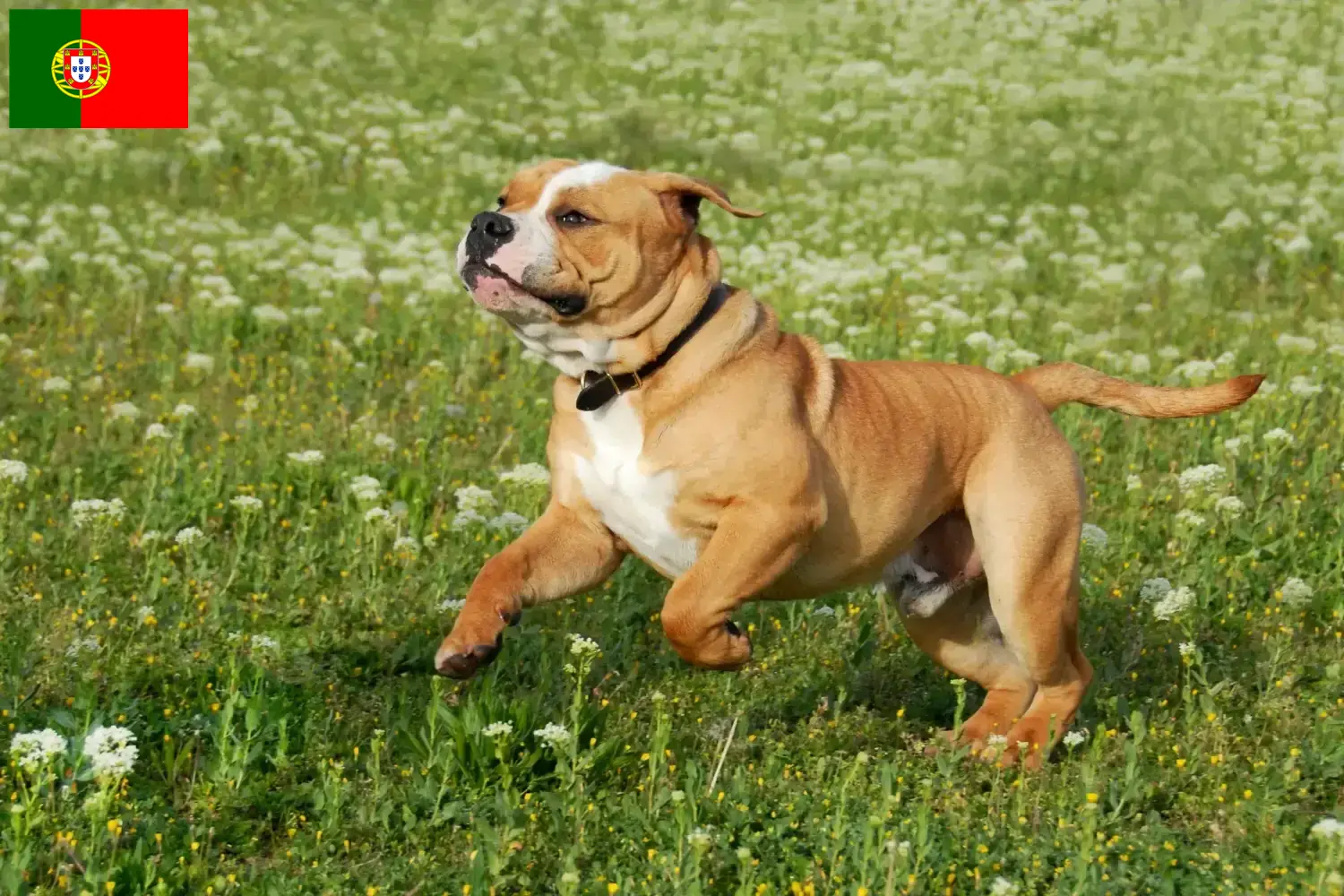 Kontinentális bulldog kölykök és tenyésztők Portugália Keress Continental Bulldog tenyésztőket Portugália területén.