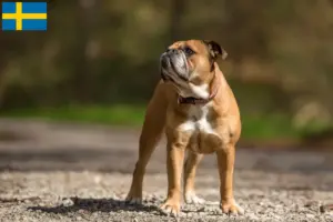 Read more about the article Kontinentális bulldog tenyésztők és kölykök Svédországban