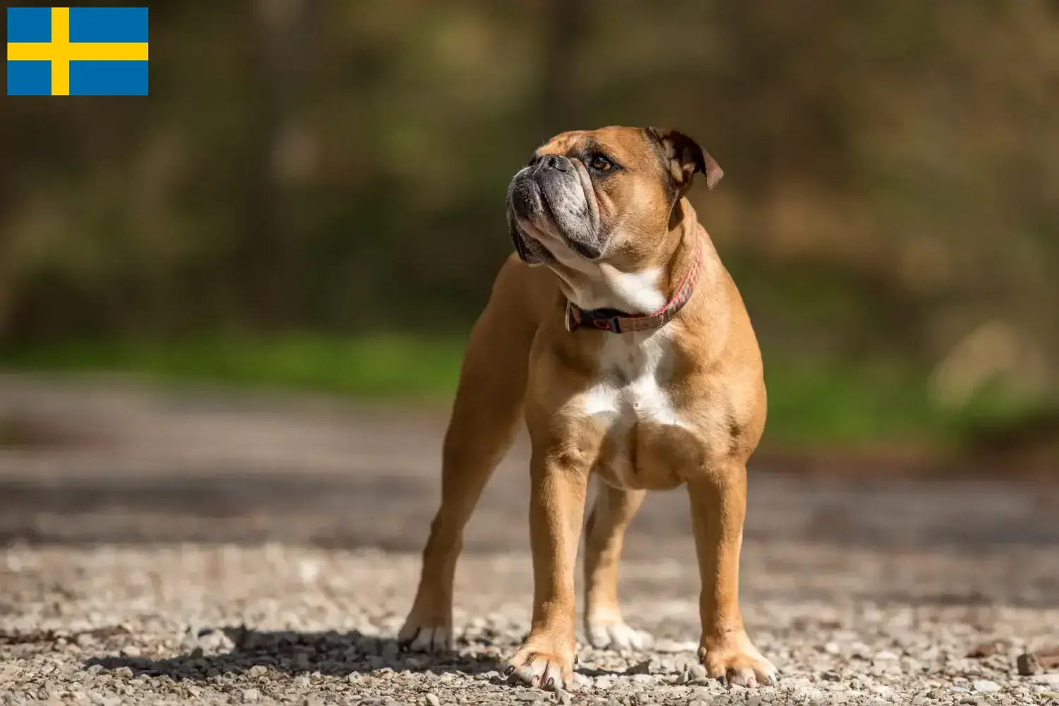 Kontinentális bulldog kölykök és tenyésztők Svédországban Keress Continental Bulldog tenyésztőket Svédországban.
