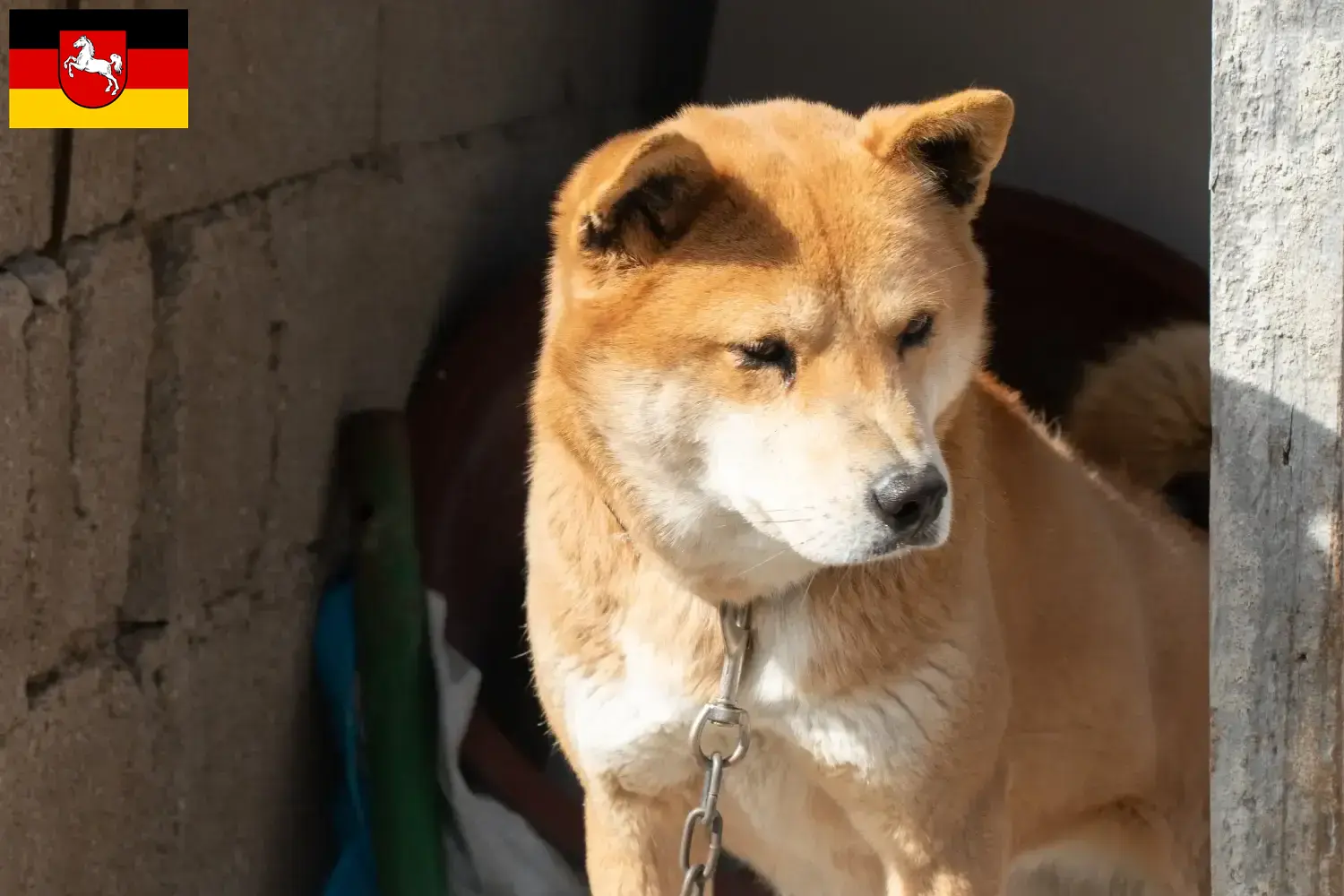 Korea Jindo kutyakölykök és tenyésztők Alsó-Szászország Itt találhat koreai Jindo kutyatenyésztőket Alsó-Szászországban.