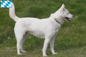 Read more about the article Korea Jindo kutyatenyésztők és kölykök Bajorországban