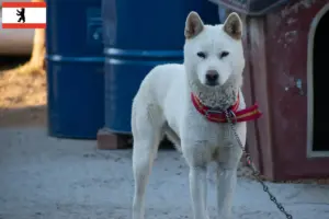 Read more about the article Korea Jindo kutyatenyésztők és kölykök Berlinben
