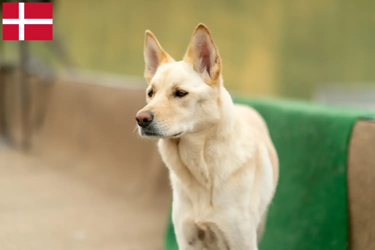 Korea Jindo kutyakölykök és tenyésztők Dánia Itt megtalálja a dániai Korea Jindo Dogs tenyésztőket.