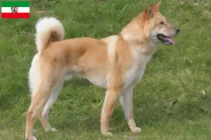 Read more about the article Korea Jindo kutyatenyésztők és kölyökkutyák Észak-Rajna-Vesztfáliában