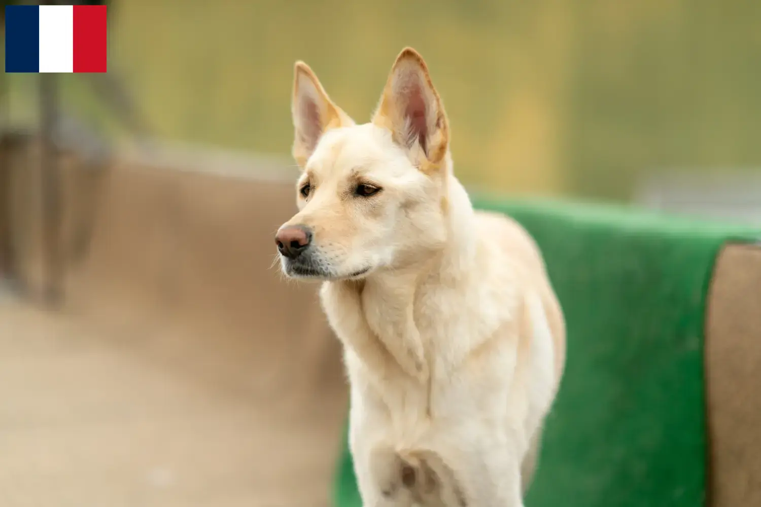 Korea Jindo kutya kölykök és tenyésztők Franciaország Itt megtalálja a Korea Jindo Dogs tenyésztőit Franciaországban.