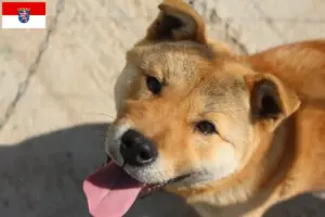 Read more about the article Korea Jindo kutyatenyésztők és kölykök Hessenben