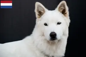 Read more about the article Korea Jindo kutyatenyésztők és kölykök Hollandiában