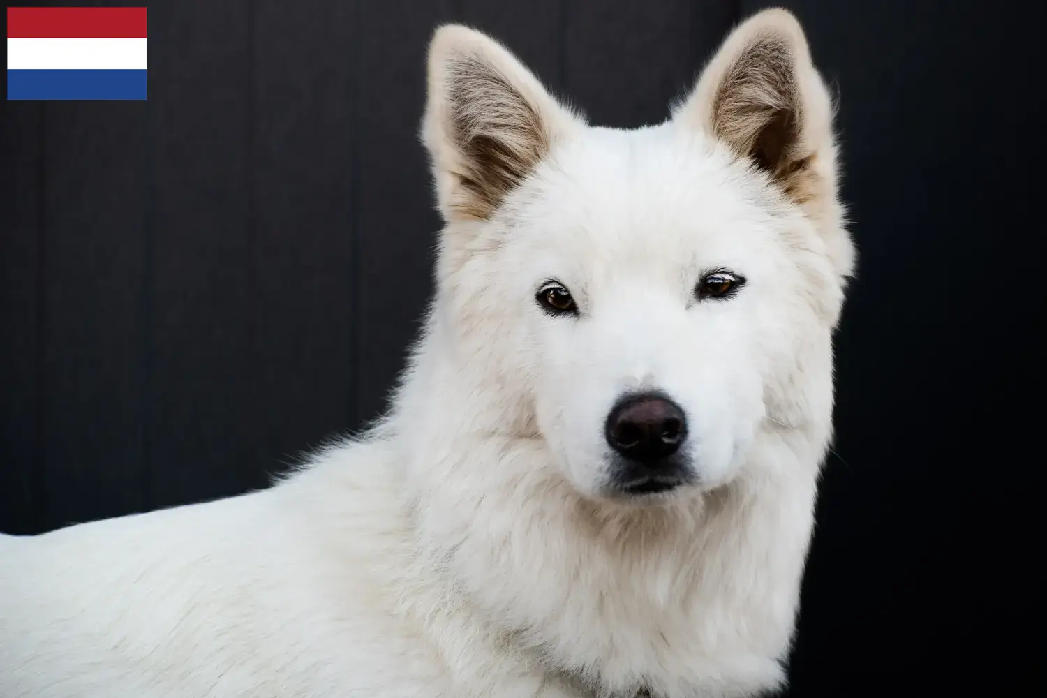 Korea Jindo kutya kölykök és tenyésztők Hollandia Itt megtalálja a Korea Jindo Dogs tenyésztőit Hollandiában.