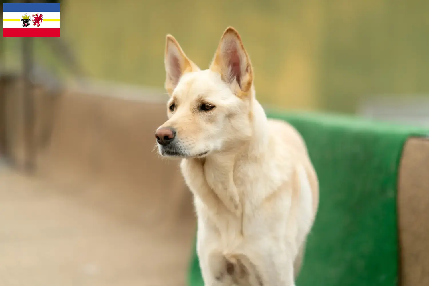 Korea Jindo kutyakölykök és tenyésztők Mecklenburg-Elő-Pomeránia Itt találhat Korea Jindo kutyatenyésztőket Mecklenburg-Elő-Pomeránia területén.