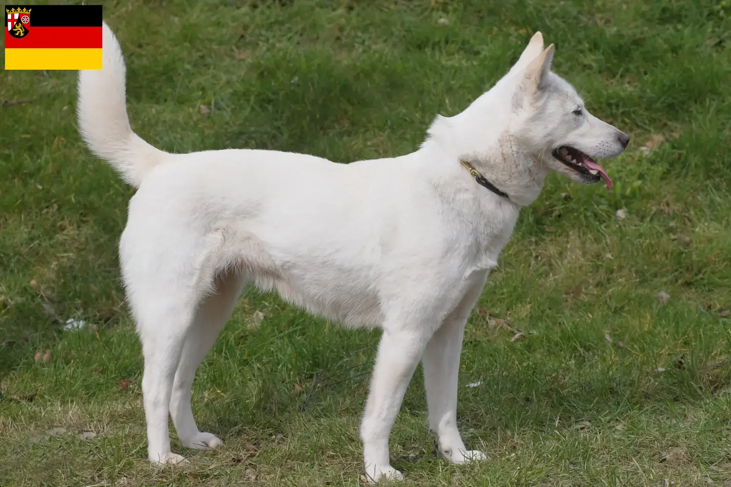 Korea Jindo kutya kölyökkutyák és tenyésztők Rajna-vidék-Pfalz Itt találhat Korea Jindo kutyatenyésztőket Rajna-vidék-Pfalzban.