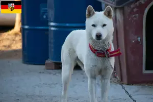 Read more about the article Korea Jindo kutyatenyésztők és kölykök Saarlandban