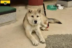 Read more about the article Korea Jindo kutyatenyésztők és kölykök Szász-Anhaltban