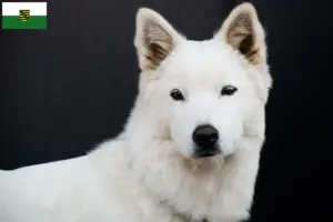 Read more about the article Korea Jindo kutyatenyésztők és kölykök Szászországban