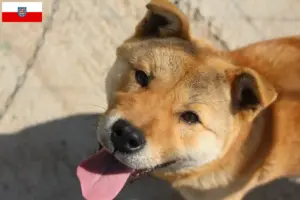 Read more about the article Korea Jindo kutyatenyésztők és kölykök Türingiában