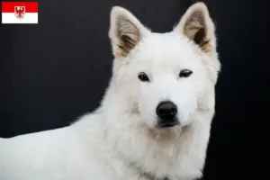 Read more about the article Korea Jindo kutyatenyésztők és kölykök Brandenburgban
