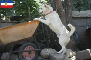 Read more about the article Korea Jindo kutyatenyésztők és kölykök Schleswig-Holsteinban