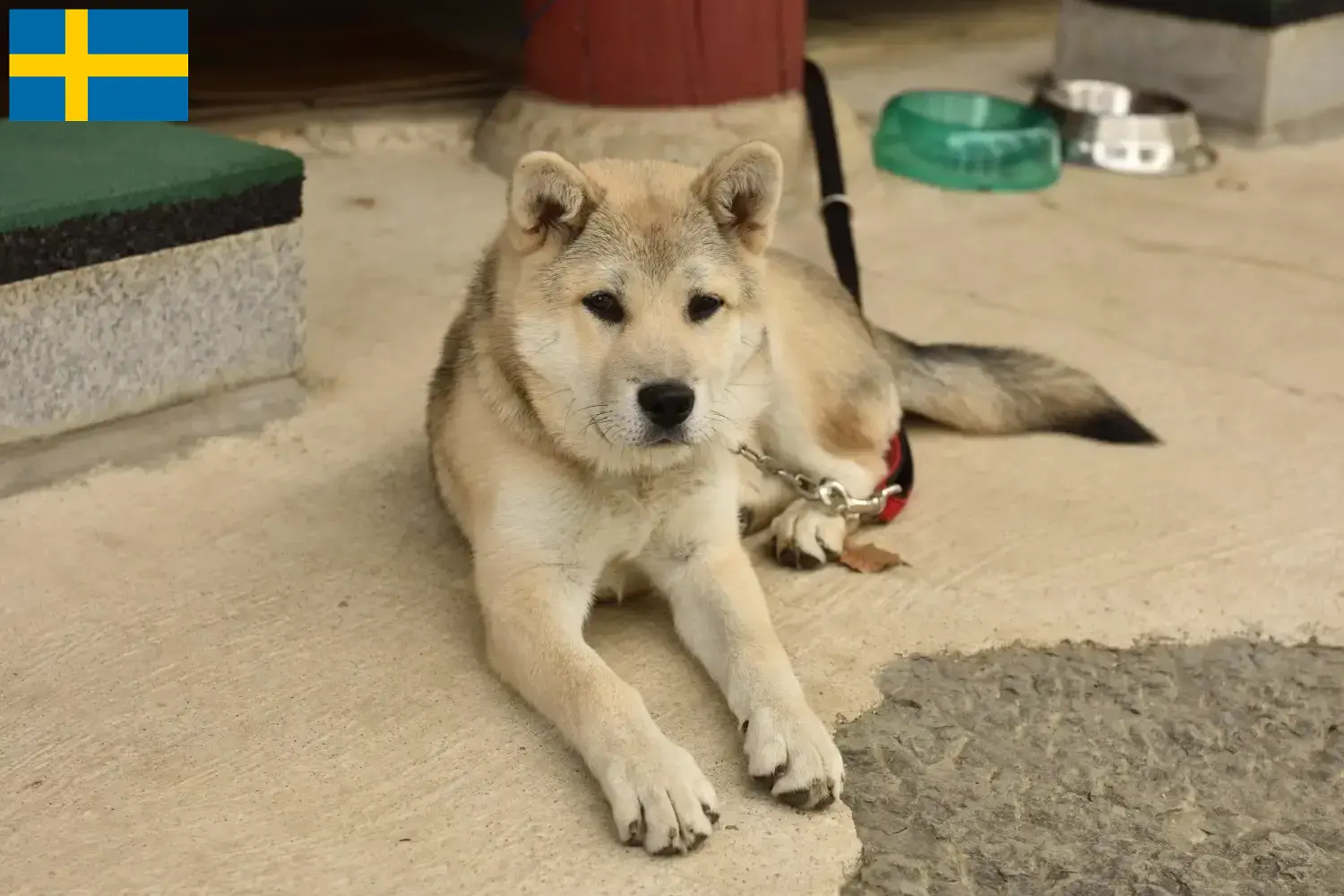 Korea Jindo kutya kölykök és tenyésztők Svédország Keressen egy Korea Jindo Dogs tenyésztőt Svédországban itt.