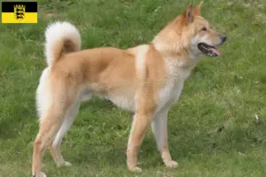 Read more about the article Korea Jindo kutyatenyésztők és kölykök Baden-Württembergben
