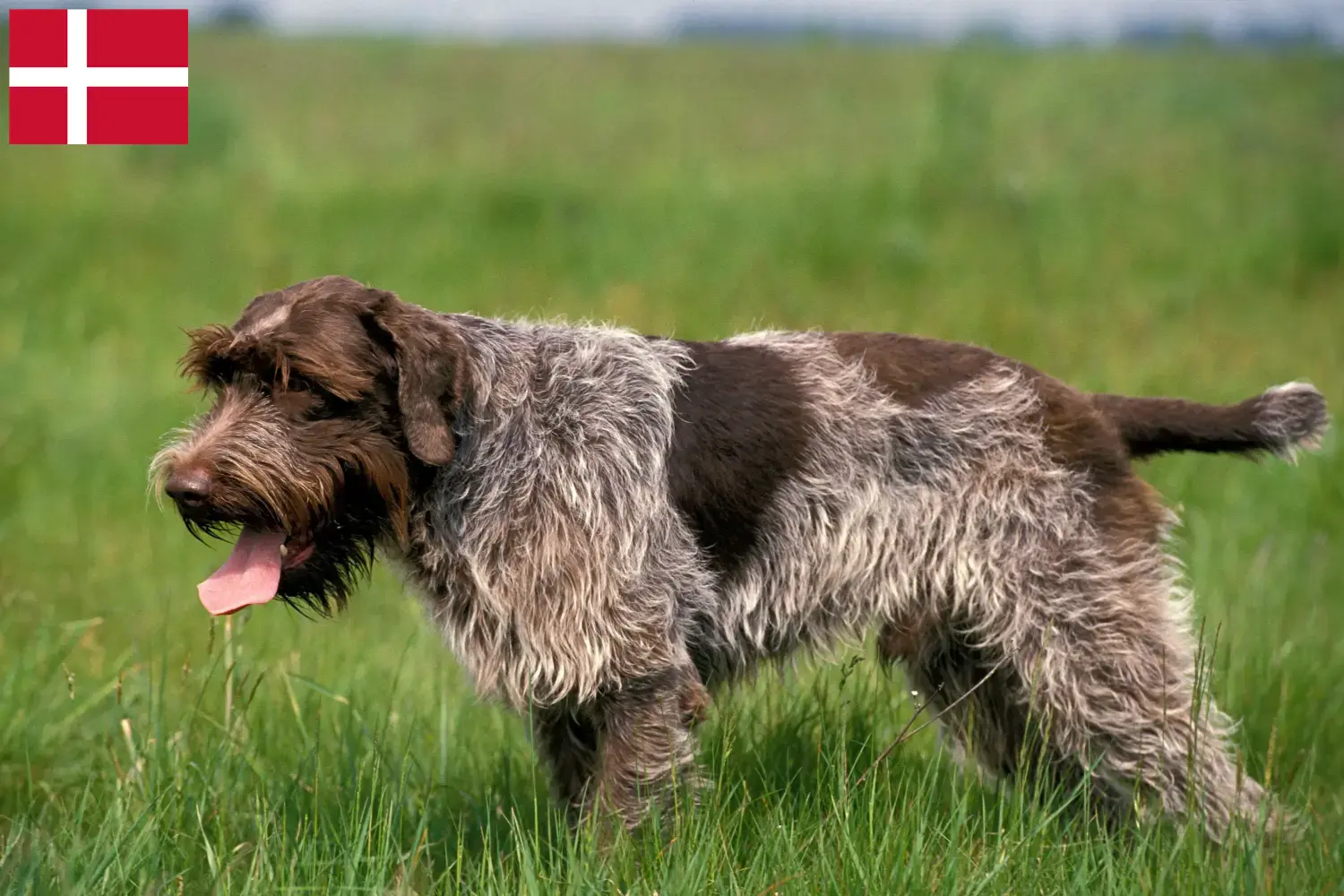 Korthals Griffon kölykök és tenyésztők Dánia Keress Griffon d'arrêt à poil durs tenyésztőket Dánia területén.