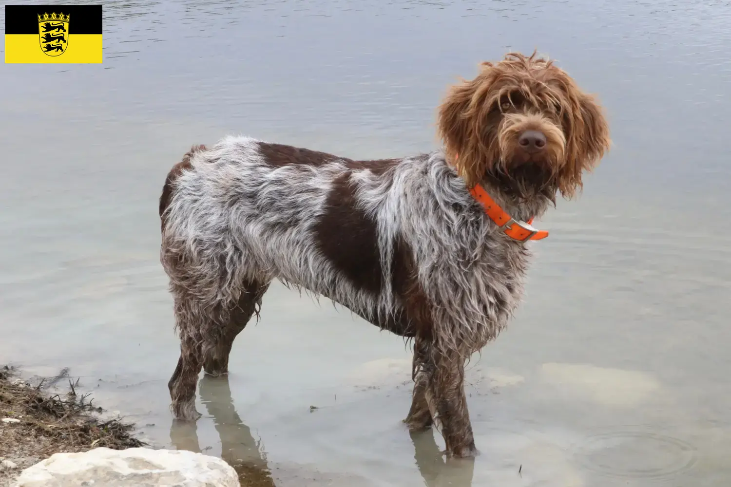 Korthals Griffon kölyökkutyák és tenyésztők Baden-Württembergben Találd meg a Griffon d'arrêt à poil durs tenyésztőket Baden-Württemberg területén.
