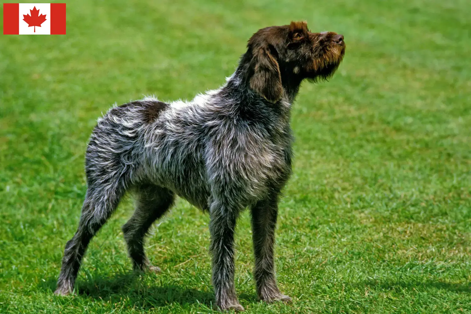 Korthals Griffon kölykök és tenyésztők Kanada Találd meg a Griffon d'arrêt à poil durs tenyésztőket Kanada területén.