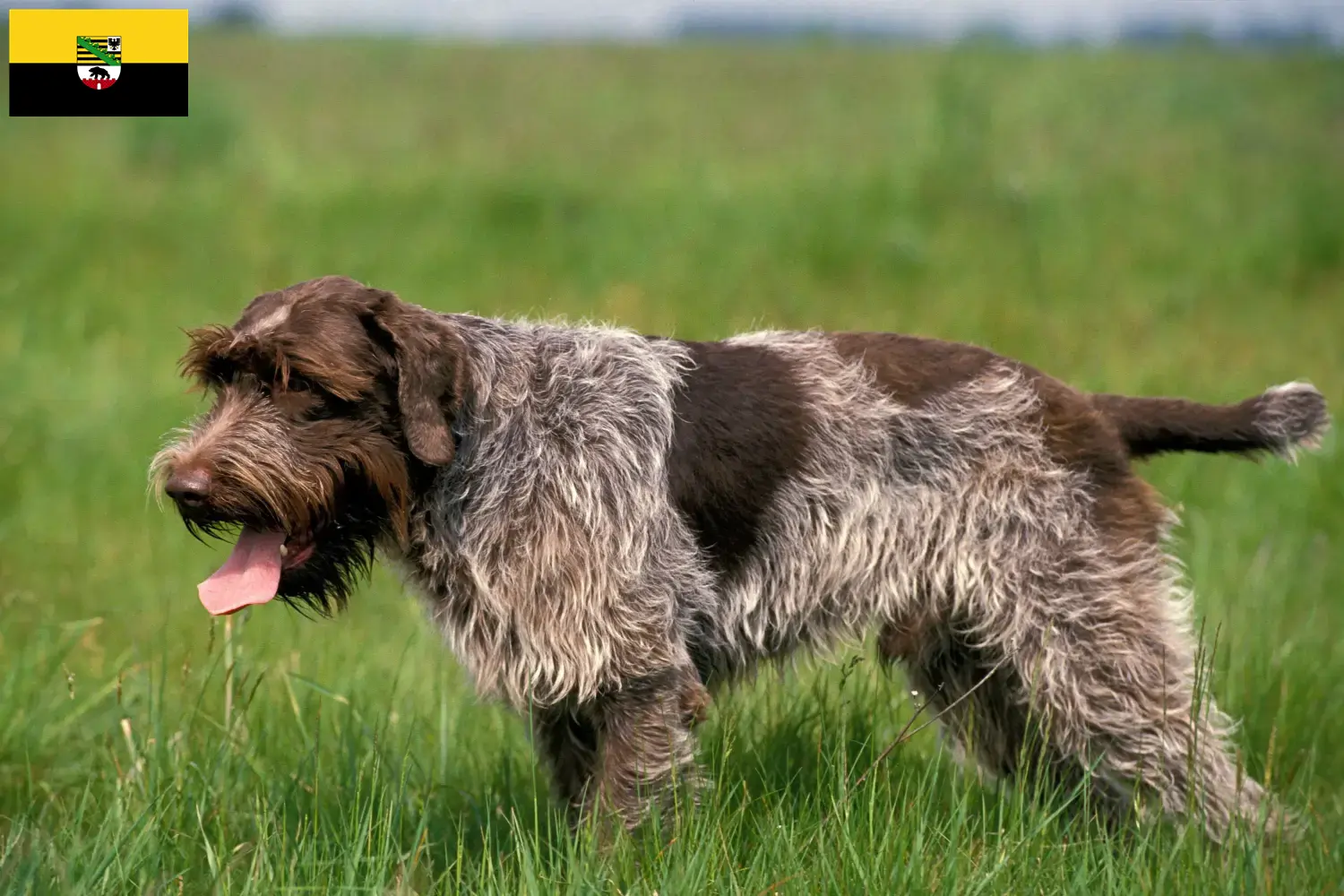 Korthals Griffon kölykök és tenyésztők Szász-Anhalt tartományban Találd meg a Griffon d'arrêt à poil durs tenyésztőket Szász-Anhalt területén.