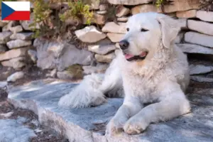 Read more about the article Kuvasz tenyésztők és kölykök Csehországban