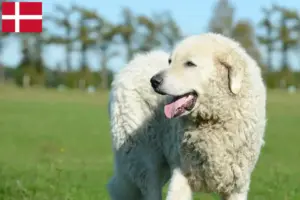 Read more about the article Kuvasz tenyésztők és kölykök Dániában