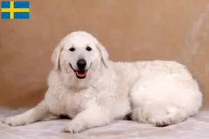 Read more about the article Kuvasz tenyésztők és kölykök Svédországban