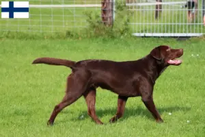 Read more about the article Labrador tenyésztők és kiskutyák Finnországban