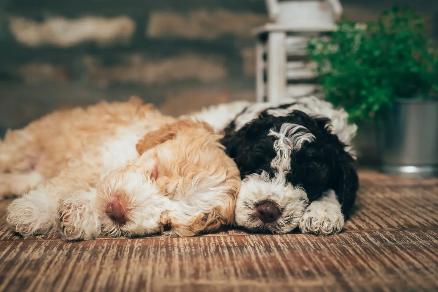 Egy Lagotto Romagnolo kiskutya megvásárlása felelősségvállalást jelent! Vásároljon Lagotto Romagnolo kiskutyákat.