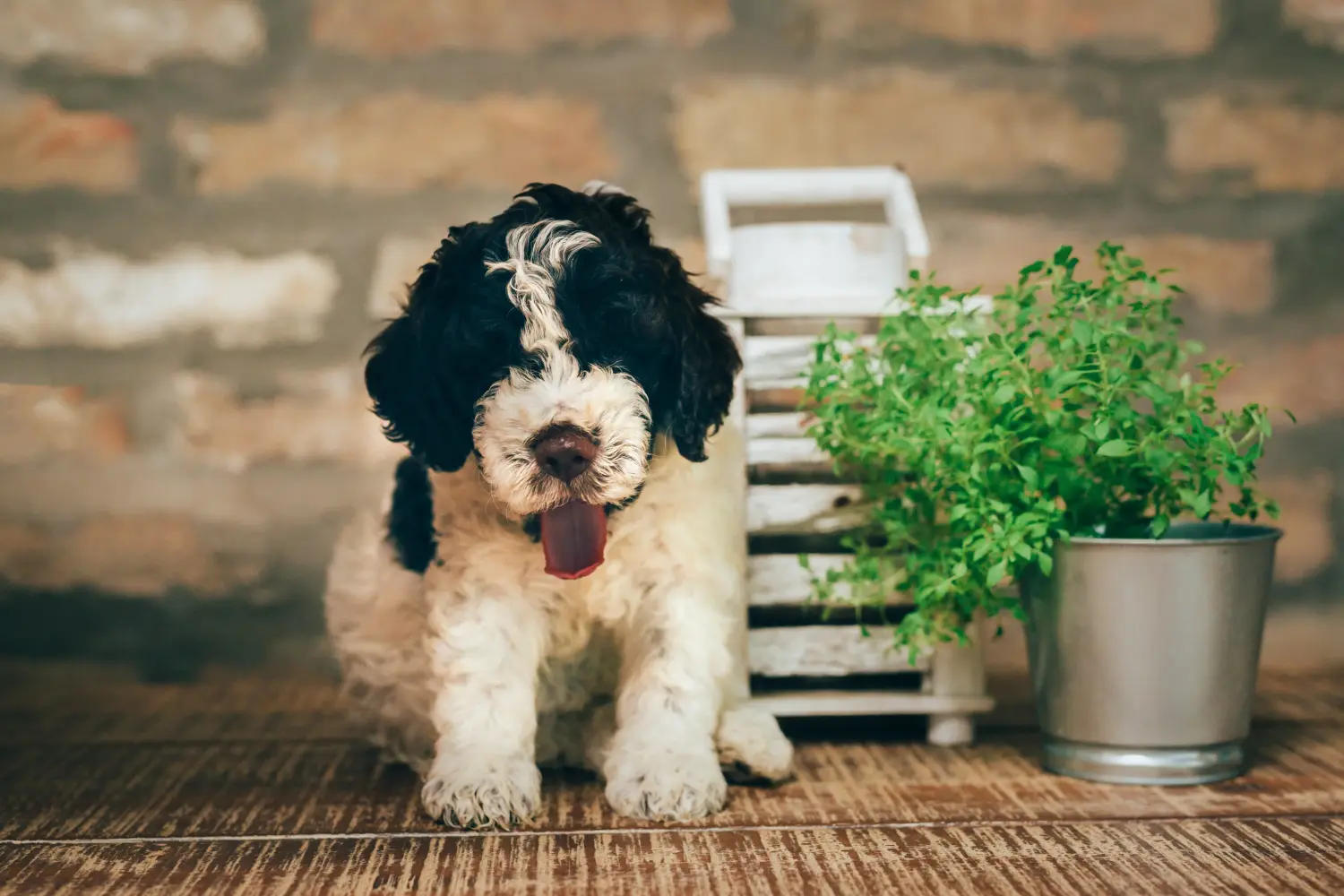 Egy Lagotto Romagnolo kiskutya megvásárlása felelősségvállalást jelent! Vásároljon Lagotto Romagnolo kiskutyákat.