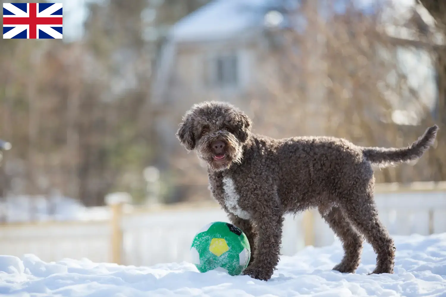 Lagotto Romagnolo kiskutyák és tenyésztők Nagy-Britannia Itt találja a Lagotto Romagnolo tenyésztőket Nagy-Britanniában.